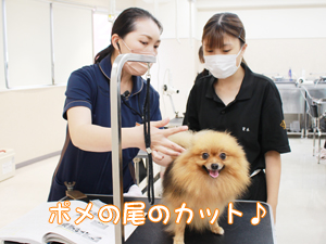 学校のモデル犬を１年生がトリミング！